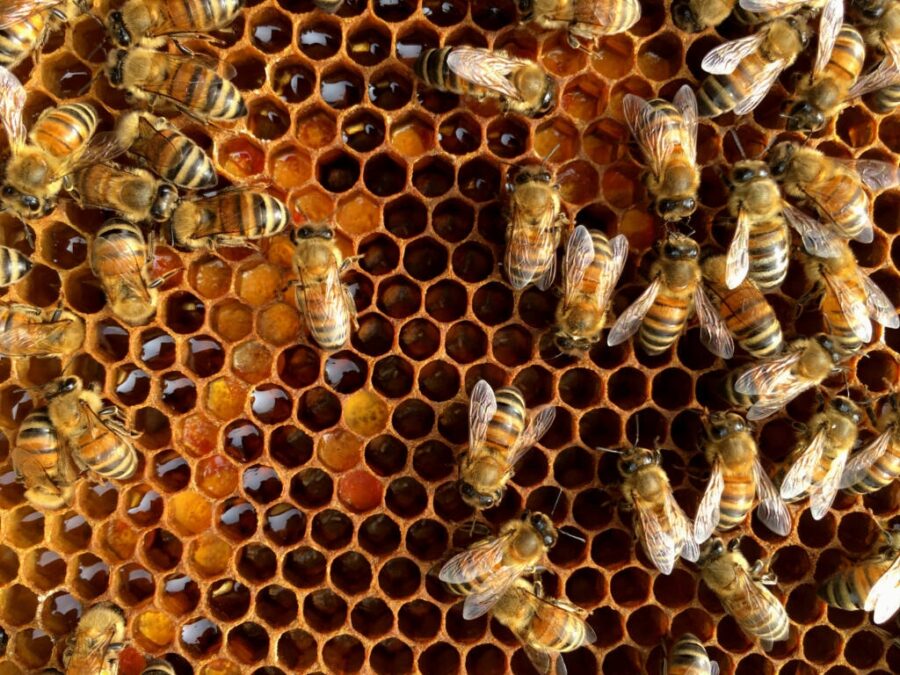Api da miele su un favo con polline miele e uova