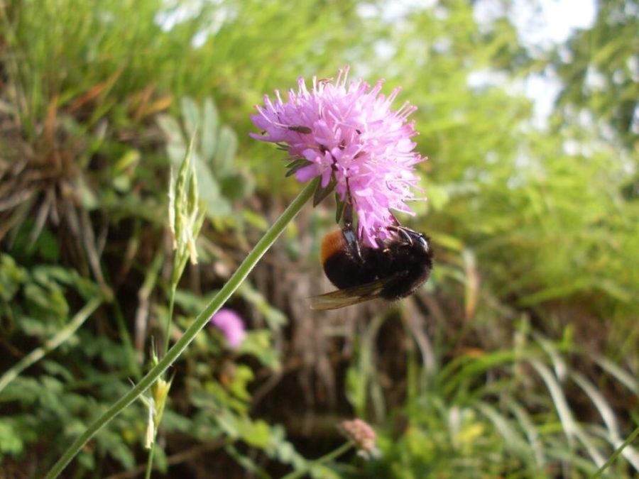 Bombus lapidarius