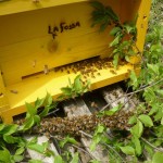 Sciame d'api catturato in una nuova arnia