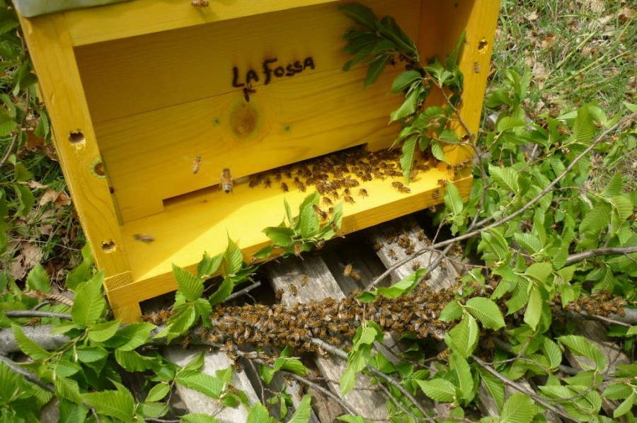 Sciame d'api catturato in una nuova arnia