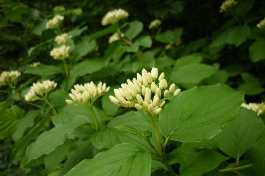 Corniolo sanguinello con fiori bianchi