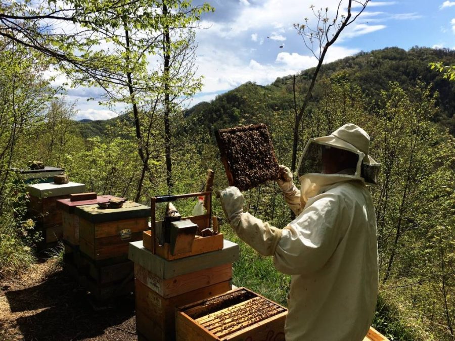 Mini-corso apicoltura
