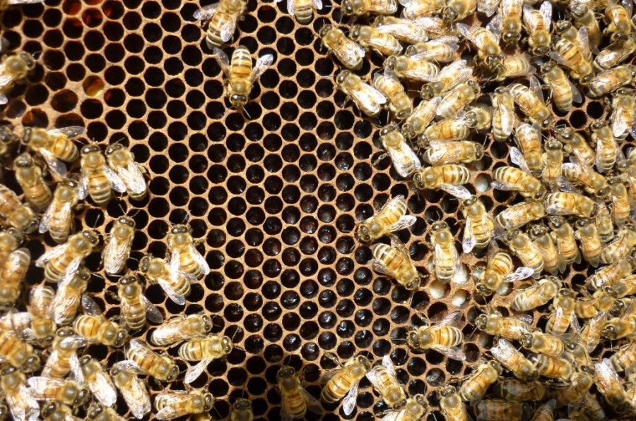 I diversi stadi delle larve delle api