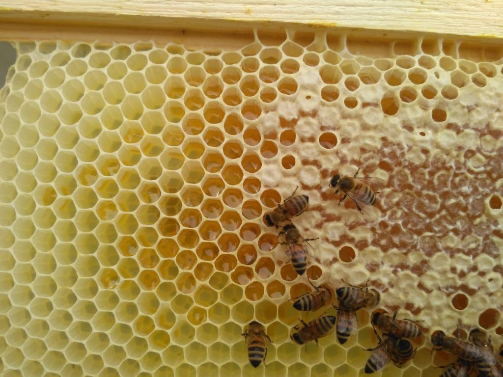 La meravigliosa costruzione della cera d'api • B&B La Fossa