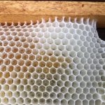 La meravigliosa costruzione della cera d’api