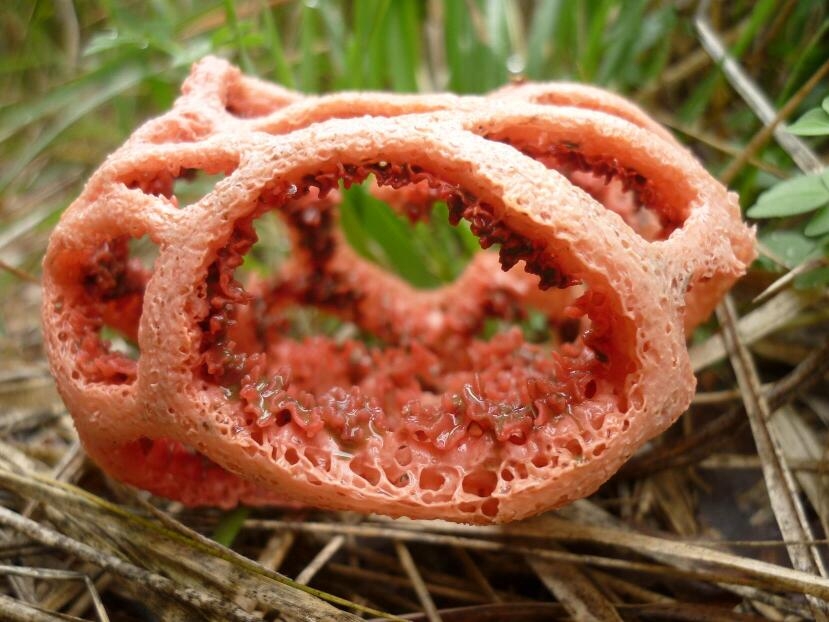Fungo rosso puzzolente