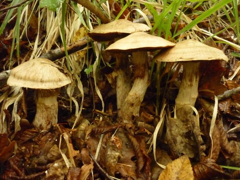 Gruppo di funghi non commestibili