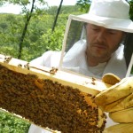 Le api della Fossa