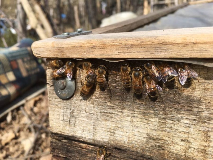 Le api bevono dalla condensazione calda del semenzaio