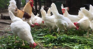 Le galline che mangiano gli scarti dell orto