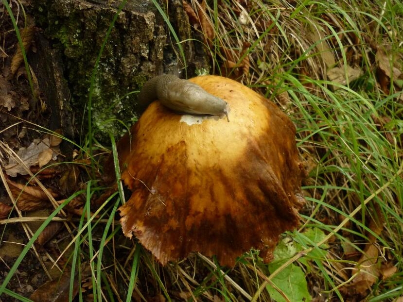 limaccia grande su un fungo