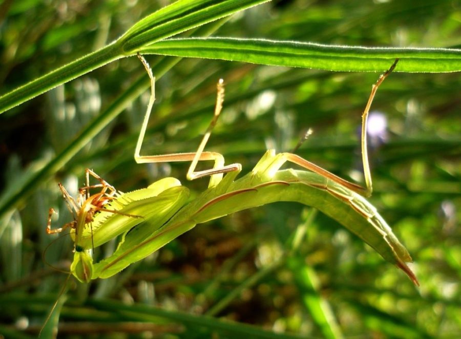 Mantide Religiosa