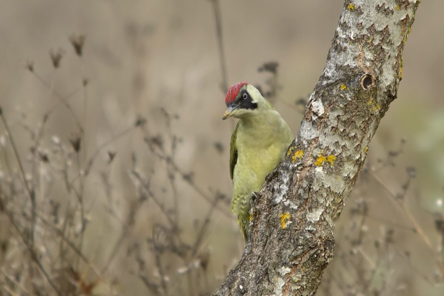 Picchio verde