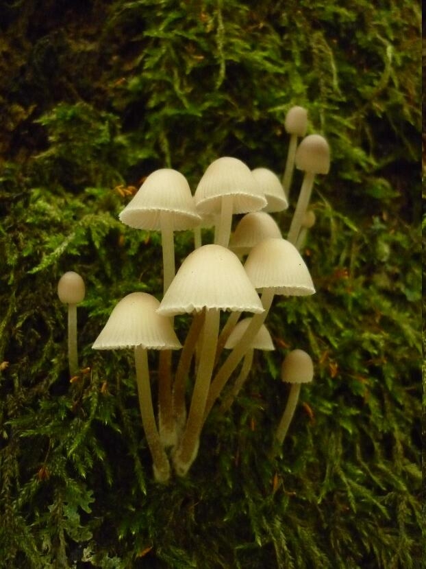 Piccoli funghi bianchi