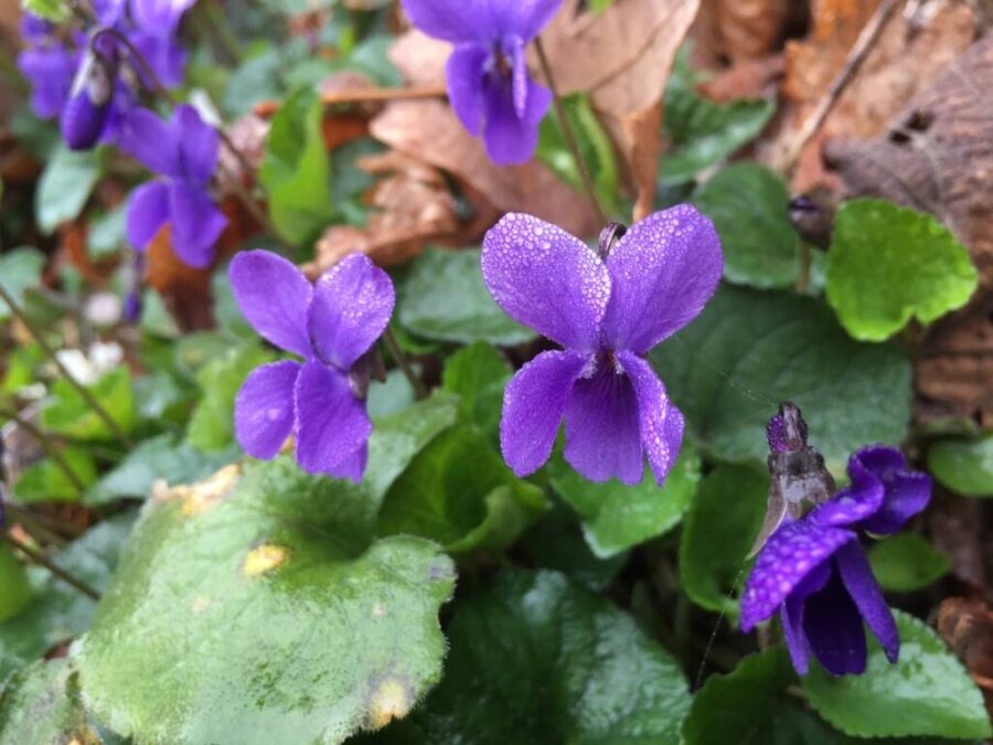 Violette selvatiche