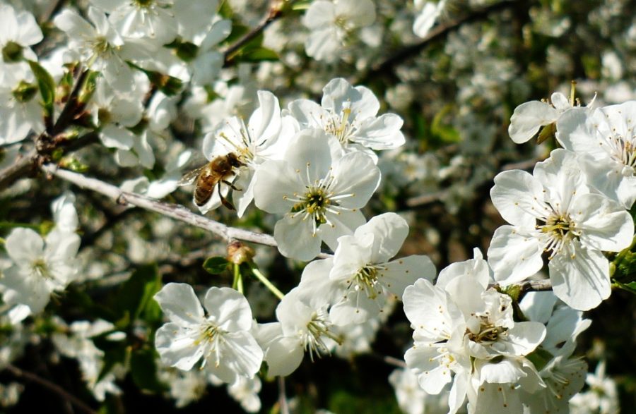 ape su ciliegio in fiore