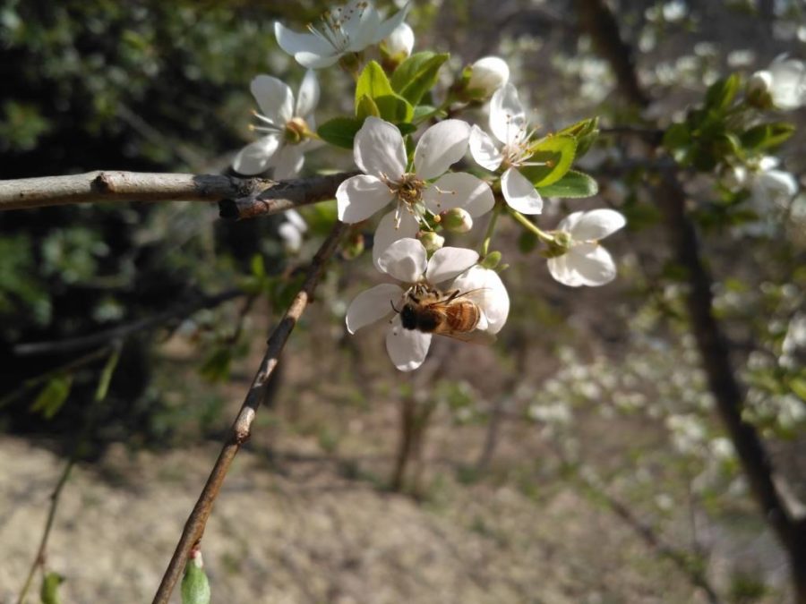 ape su fioritura amolo marzo