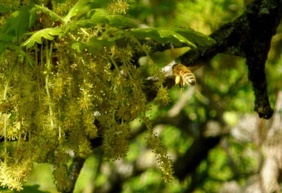 ape su fioritura quercia