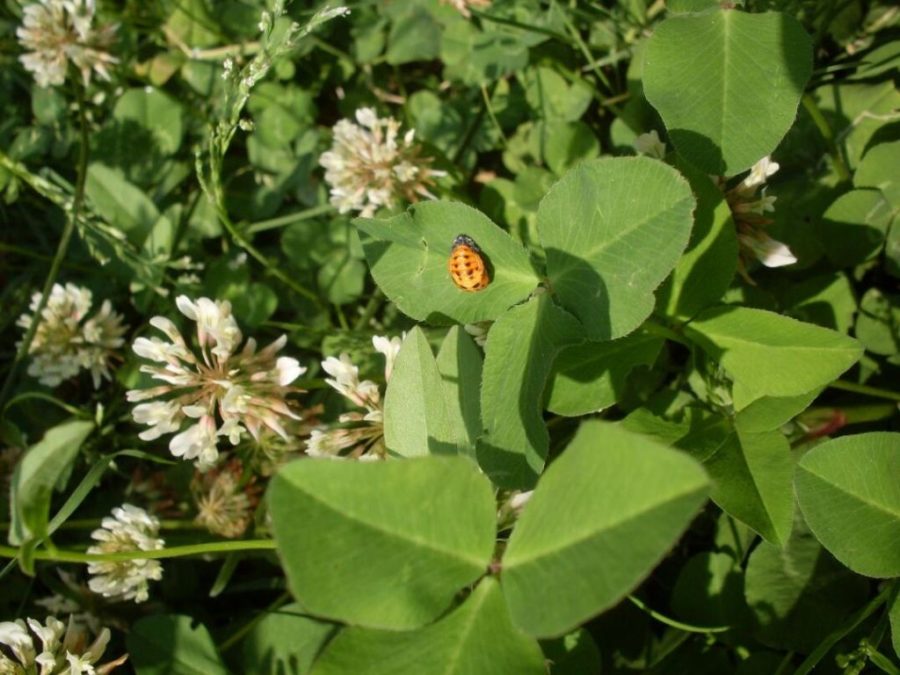 bozzolo di coccinella