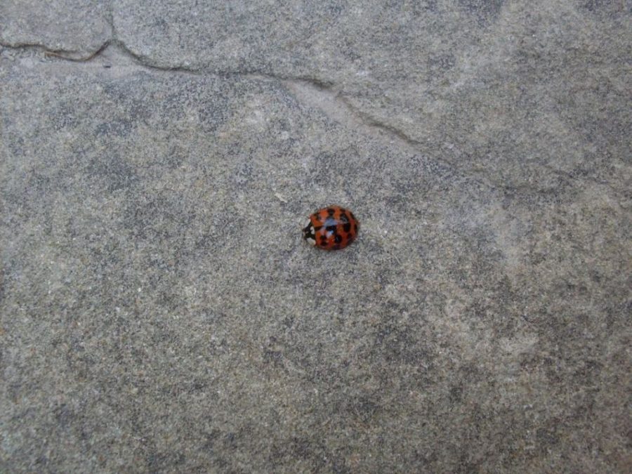 coccinella