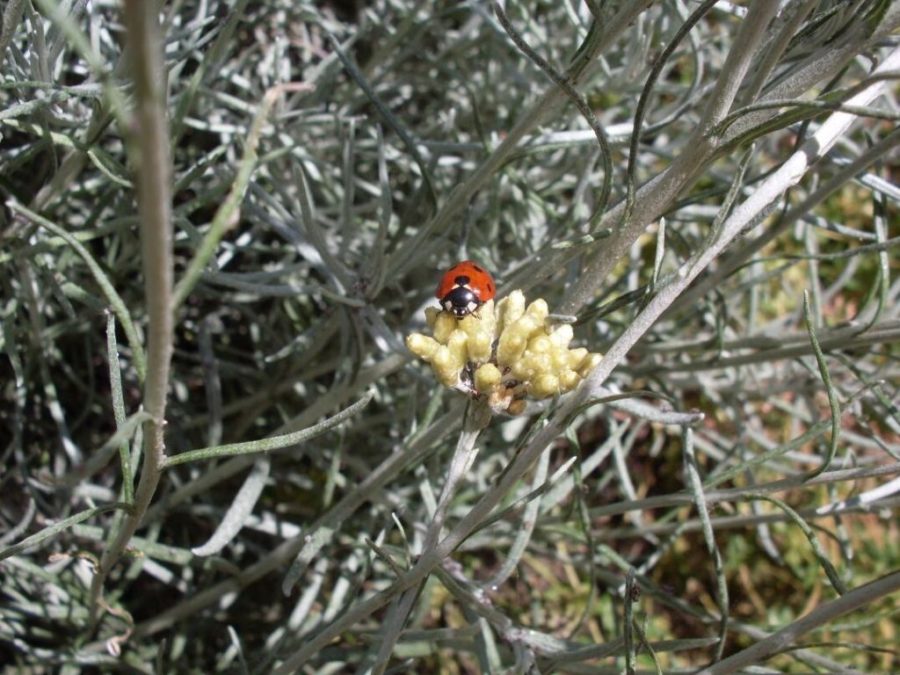 coccinella