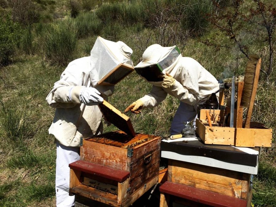 corso apicoltura
