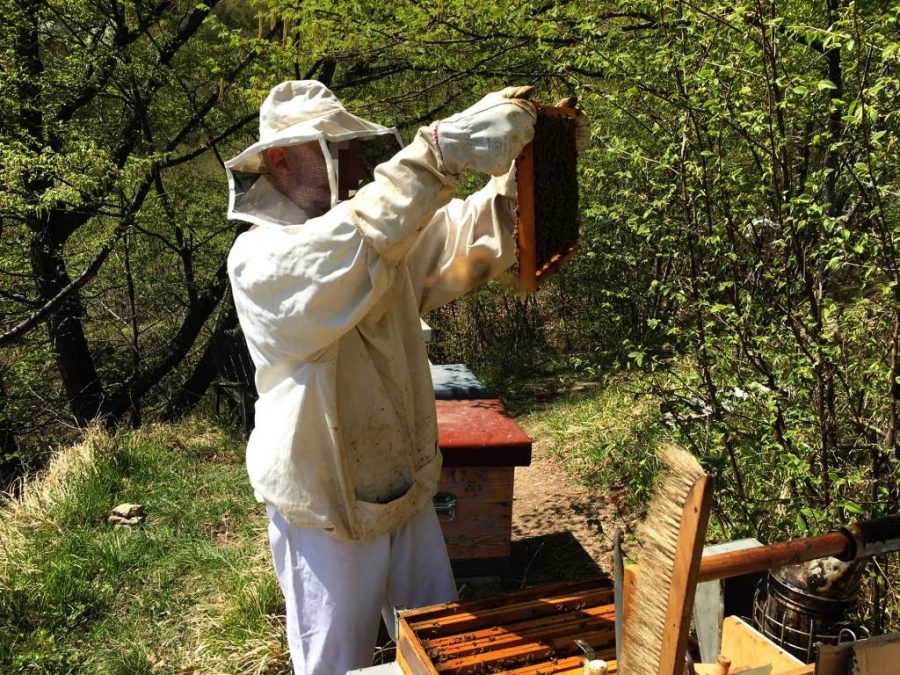 Mini-corso apicoltura