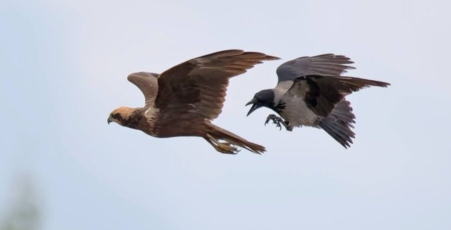 falco e corvo