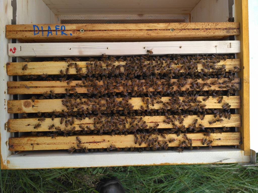 Vendita famiglie d'api in Reggio Emilia B&B La Fossa