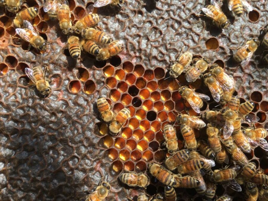 favo con api polline e miele opercolato