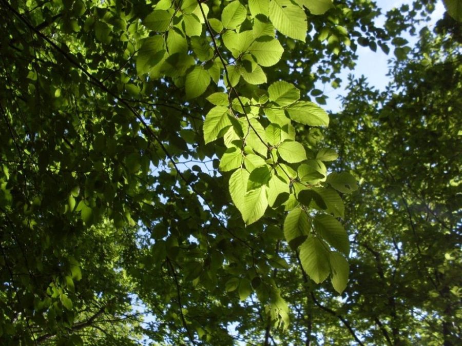 foglie di Carpino