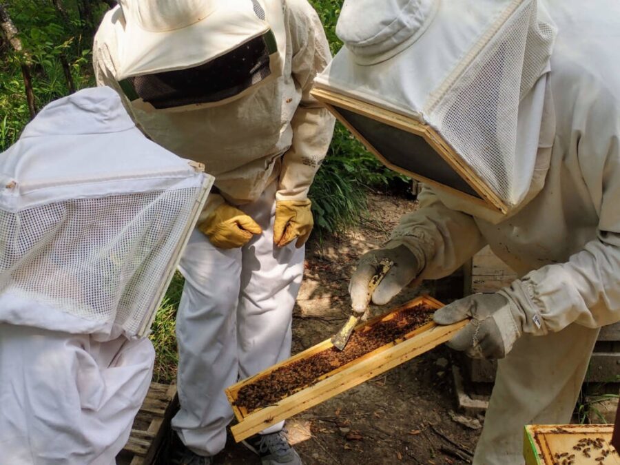 mini corso apicoltura