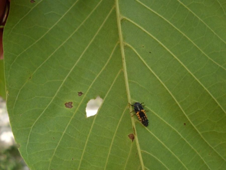 ninfa di coccinella