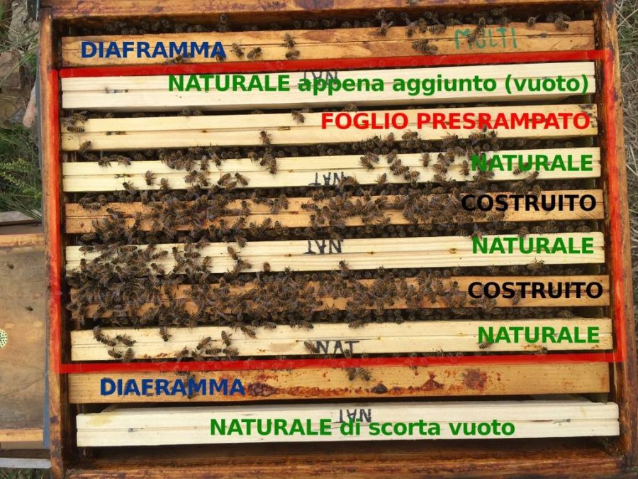 telaini con il favo naturale nellarnia