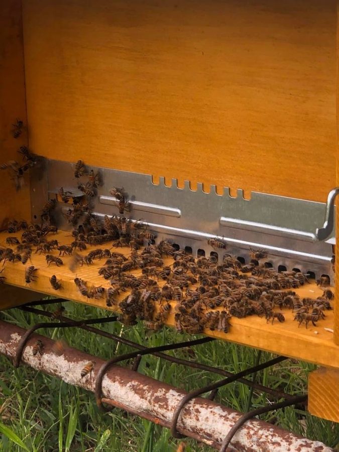 È normale che ci siano molte api sul predellino